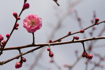 ピンクの梅の花