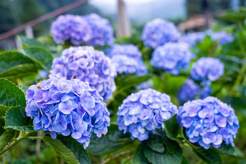 Hydrangea flower garden at Chiang Mai