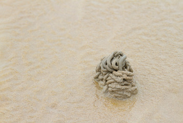 Fototapeta na wymiar shit form sand worm inside on a beach