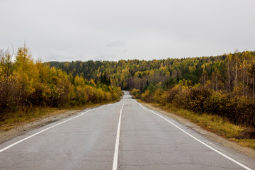 asphalt road going into a beautiful autumn forest