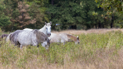 Fototapeta premium Horses grazing in the centre of France.