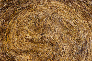 hay texture, ready background for the header
