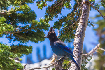 bird on tree