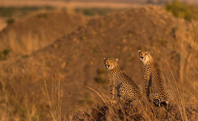 Cheetah Mother and baby in Morning light   seen at  Masai Mara Game Reserve,Kenya,Africa