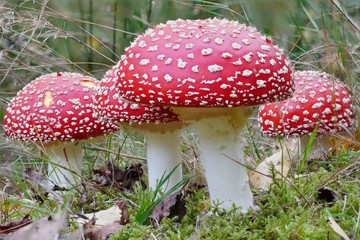 Fliegenpilze (Amanita muscaria) bei Steinbruch Oberschöna