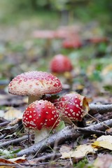 Fliegenpilze (Amanita muscaria) bei Steinbruch Oberschöna