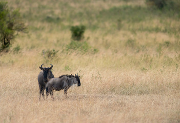 Wildebeest sen during the great migration   at Masai Mara Game Reserve,Africa © amit