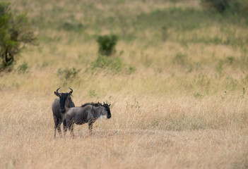 Wildebeest sen during the great migration   at Masai Mara Game Reserve,Africa