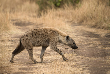 Obraz na płótnie Canvas Spotted Hyena seen at Masai Mara Game Reserve,Kenya,Africa