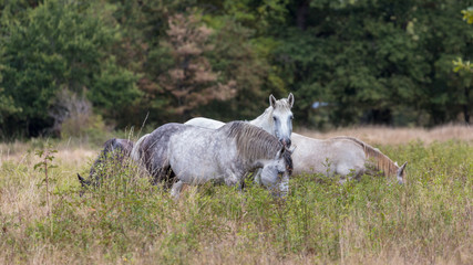 Obraz premium Horses grazing in the centre of France.