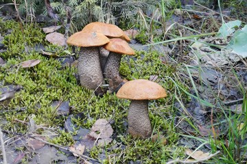 Bild Nr. 207: Birken-Rotkappe (Leccinum versipelle) bei Annaberg-Buchholz