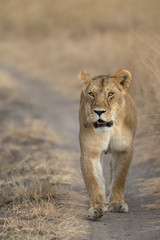 Lioness walking on the forest Trail at Masai Mara Game Reserve,Kenya,Africa