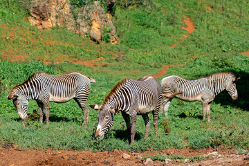 Three zebras grazing in the field