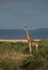 Fototapeta premium Giraffe standing near the bust at Masai Mara Game Reserve,Kenya,Africa