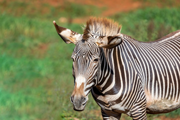 Obraz na płótnie Canvas Nice zebra grazing in the field