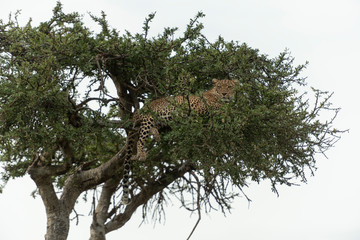 Leopard sitting ona Acacia Tree at Masai Mara GAme Reserve,Africa