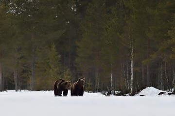 Two brown bears on snow with forest background early at spring