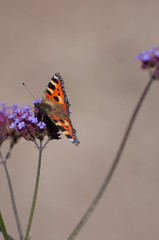 small tortoiseshell butterfly 