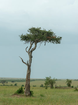Leopard sitting ona Acacia Tree at Masai Mara GAme Reserve,Africa