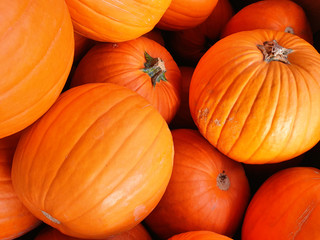 Close up view of several racer F1 Halloween pumpkins lying on top of each other - Cucurbita pepo
