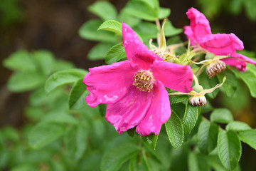 Wild rose flower with raindrops. Autumn