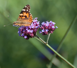  painted lady butterfly on verbena bonariensis