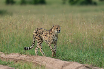 Cheetah walking ina green grass  at Masai Mara GAme Reserve,Africa