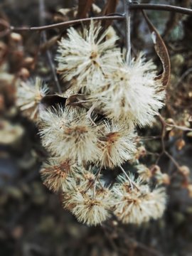 Dried flowers like cotton from trees die in the sun, selective focus