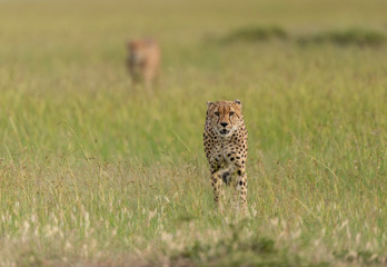 Cloalitions Brothers walking in search of a kill at Masai Mara Game Reserve,Kenya,Africa
