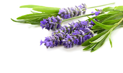 Beautiful Lavender flowers bunch on a white