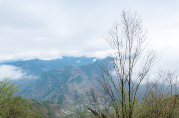 Obraz premium The misty mountains and the trees on the mountains