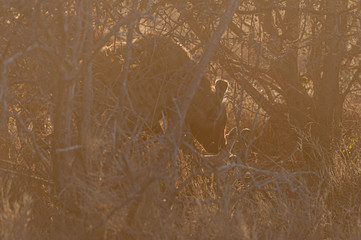 Close-up of a spotted Hyena - Crocuta crocuta- with a prey, seen during the golden hour of sunset...