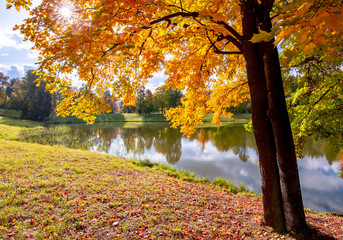 Fototapeta na wymiar Autumn foliage in Pavlovsky park, Pavlovsk, Saint Petersburg, Russia