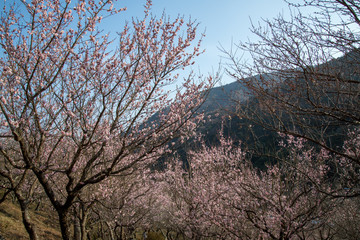 Naklejka premium 湯河原梅林