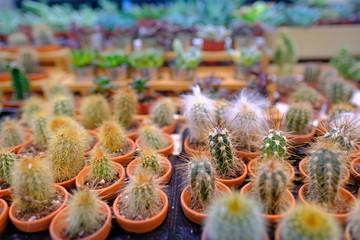 Different kinds of Green cactus plant decoration