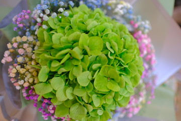 Flower bouquet with colorful Gypsophila and light green Hydrangea macrophylla flower