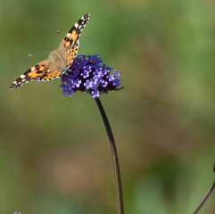  painted lady butterfly on verbena bonariensis