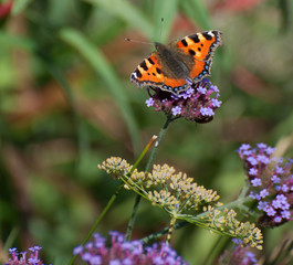 butterfly on verbena bonariensis