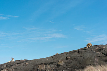 Lioness with two small cubs sitting on a Rock at Masai Mara Game Reserve,Kenya,Africa