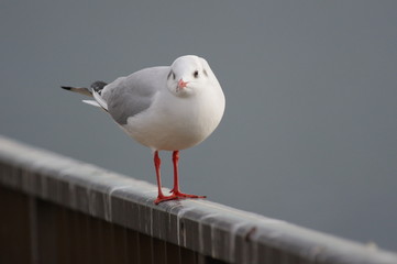 Obraz premium ユリカモメ