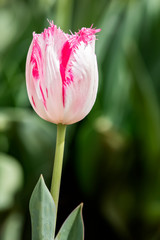 Tulip flowers