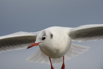 ユリカモメ
