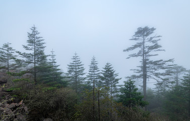 The misty mountains and the trees on the mountains