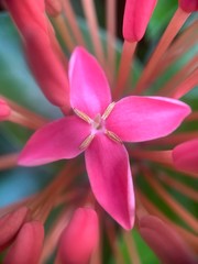 Macro view of special cMacro view of special cute red color flower in full blossomute red color flower in full blossom