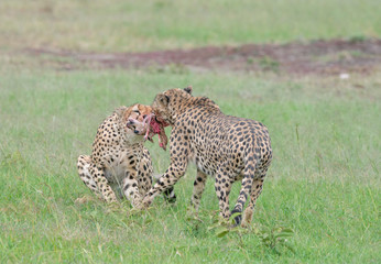 Cloalitions Brothers Feeding ona fresh kill at Masai Mara Game Reserve,Kenya,Africa