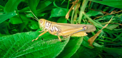 grasshopper on green grass