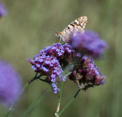  painted lady butterfly on verbena bonariensis