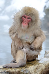 Naklejka premium セクシーなサル