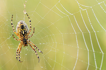 spider from the bottom on a cobweb