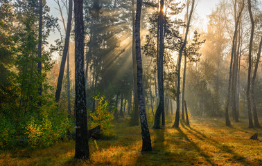 Autumn forest bathed in sunlight. Sun rays. Autumn colors.